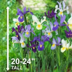 8/9 Cm Dutch Iris Hollandica Bulbs Mixed (Bag Of 100) -Garden State Bulb garden state bulb flower bulbs ecf 10 100 44 1000