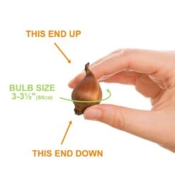 8/9 Cm Dutch Iris Hollandica Bulbs Mixed (Bag Of 100) -Garden State Bulb garden state bulb flower bulbs ecf 10 100 4f 1000