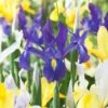 8/9 Cm Dutch Iris Hollandica Bulbs Mixed (Bag Of 100) -Garden State Bulb garden state bulb flower bulbs ecf 10 100 64 1000