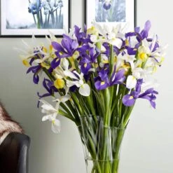 8/9 Cm Dutch Iris Hollandica Bulbs Mixed (Bag Of 50) -Garden State Bulb garden state bulb flower bulbs ecf 10 50 31 1000