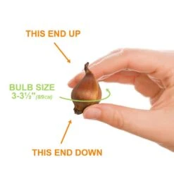 8/9 Cm Dutch Iris Hollandica Bulbs Mixed (Bag Of 50) -Garden State Bulb garden state bulb flower bulbs ecf 10 50 4f 1000