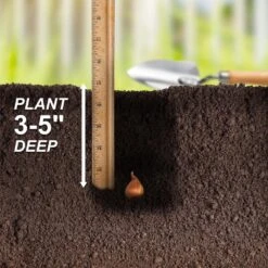 8/9 Cm Dutch Iris Hollandica Bulbs Mixed (Bag Of 50) -Garden State Bulb garden state bulb flower bulbs ecf 10 50 fa 1000