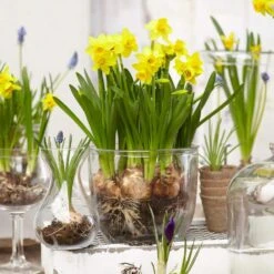 12/14 Cm, Narcissus Tete-a-Tete Daffodil Flower Bulbs (Bag Of 25) -Garden State Bulb garden state bulb flower bulbs ecf 100 25 01 31 1000