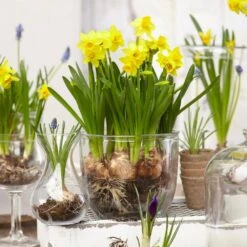 12/14 Cm Narcissus Tete-A-Tete Daffodil Flower Bulbs (Bag Of 50) 17 12/14 Cm Narcissus Tete-A-Tete Daffodil Flower Bulbs (Bag Of 50) -Garden State Bulb garden state bulb flower bulbs ecf 100 50 02 31 1000