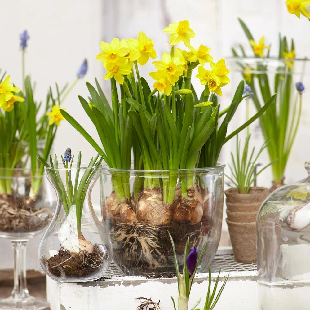 12/14 Cm Narcissus Tete-A-Tete Daffodil Flower Bulbs (Bag Of 50) 10 12/14 Cm Narcissus Tete-A-Tete Daffodil Flower Bulbs (Bag Of 50) - Image 8