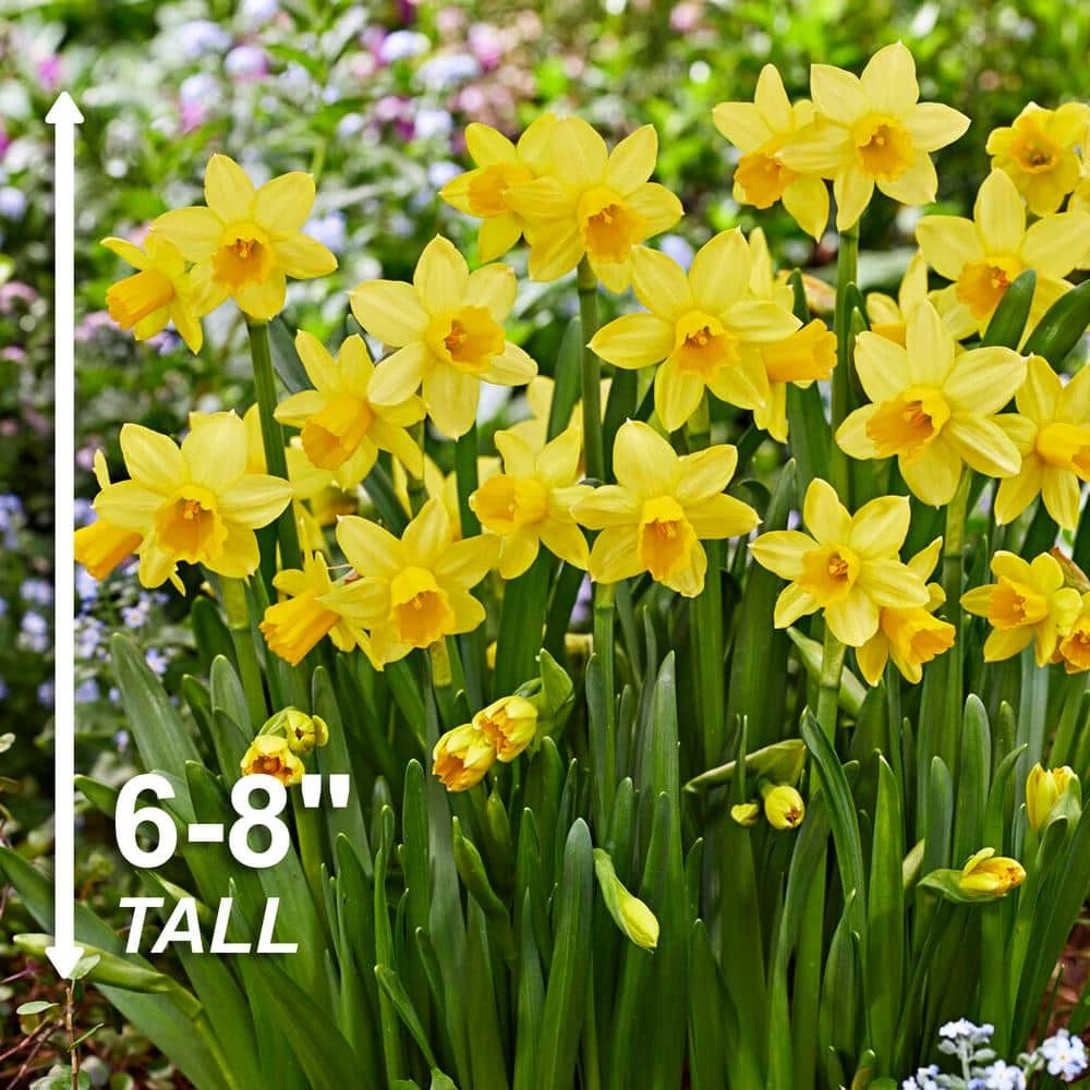 12/14 Cm Narcissus Tete-A-Tete Daffodil Flower Bulbs (Bag Of 50) 5 12/14 Cm Narcissus Tete-A-Tete Daffodil Flower Bulbs (Bag Of 50) - Image 3