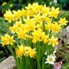 12/14 Cm Narcissus Tete-A-Tete Daffodil Flower Bulbs (Bag Of 50) 1 12/14 Cm Narcissus Tete-A-Tete Daffodil Flower Bulbs (Bag Of 50) -Garden State Bulb garden state bulb flower bulbs ecf 100 50 02 64 1000