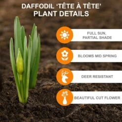 12/14 Cm Narcissus Tete-A-Tete Daffodil Flower Bulbs (Bag Of 50) 11 12/14 Cm Narcissus Tete-A-Tete Daffodil Flower Bulbs (Bag Of 50) -Garden State Bulb garden state bulb flower bulbs ecf 100 50 02 c3 1000