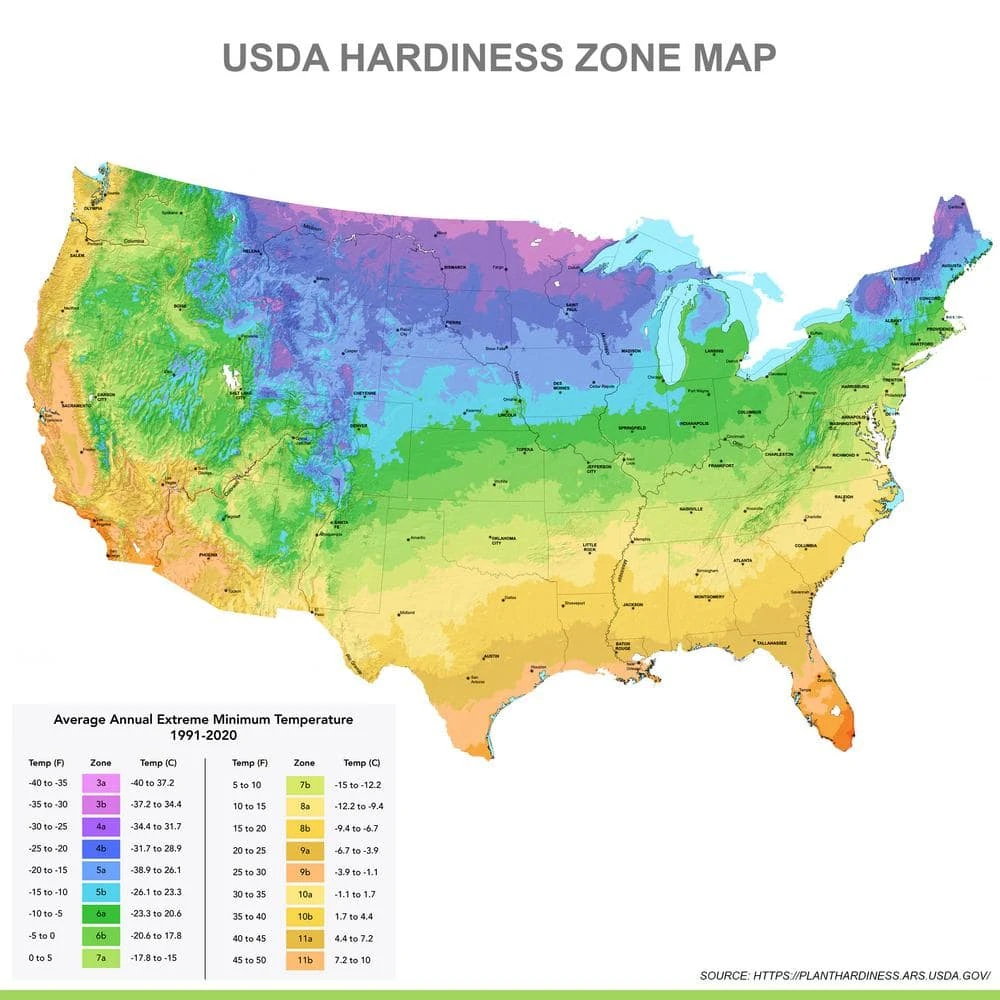 12/14 Cm Narcissus Tete-A-Tete Daffodil Flower Bulbs (Bag Of 50) 8 12/14 Cm Narcissus Tete-A-Tete Daffodil Flower Bulbs (Bag Of 50) - Image 6