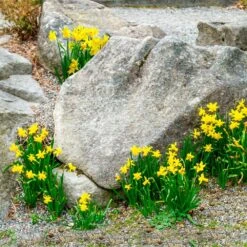 12/14 Cm, Narcissus Rock Garden Mix Daffodil Flower Bulbs (Bag Of 25) 17 12/14 Cm, Narcissus Rock Garden Mix Daffodil Flower Bulbs (Bag Of 25) -Garden State Bulb garden state bulb flower bulbs ecf 103 25 01 31 1000