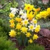 12/14 Cm, Narcissus Rock Garden Mix Daffodil Flower Bulbs (Bag Of 25) -Garden State Bulb garden state bulb flower bulbs ecf 103 25 01 64 1000
