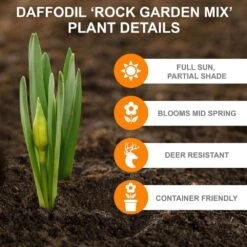 12/14 Cm, Narcissus Rock Garden Mix Daffodil Flower Bulbs (Bag Of 25) 11 12/14 Cm, Narcissus Rock Garden Mix Daffodil Flower Bulbs (Bag Of 25) -Garden State Bulb garden state bulb flower bulbs ecf 103 25 01 c3 1000