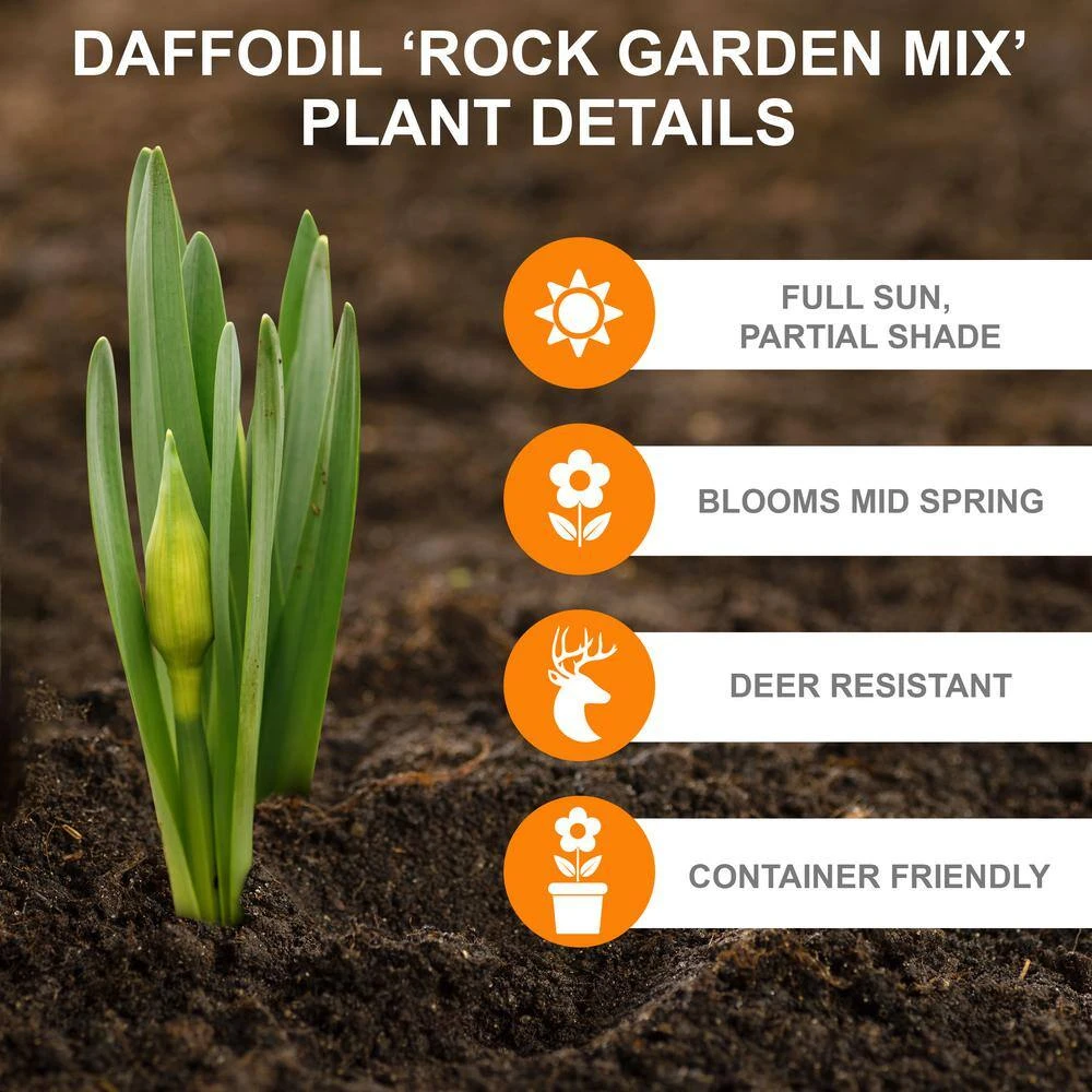 12/14 Cm, Narcissus Rock Garden Mix Daffodil Flower Bulbs (Bag Of 25) 4 12/14 Cm, Narcissus Rock Garden Mix Daffodil Flower Bulbs (Bag Of 25) - Image 2
