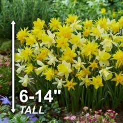 12/14 Cm Narcissus Rock Garden Mix Daffodil Flower Bulbs (Bag Of 50) -Garden State Bulb garden state bulb flower bulbs ecf 103 50 02 4f 1000
