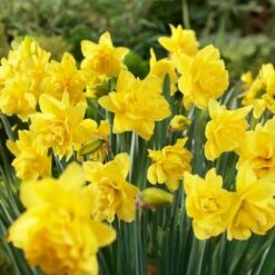 16/18 Cm, Double Flowering Golden Ducat Daffodil Bulbs (Bag Of 100)