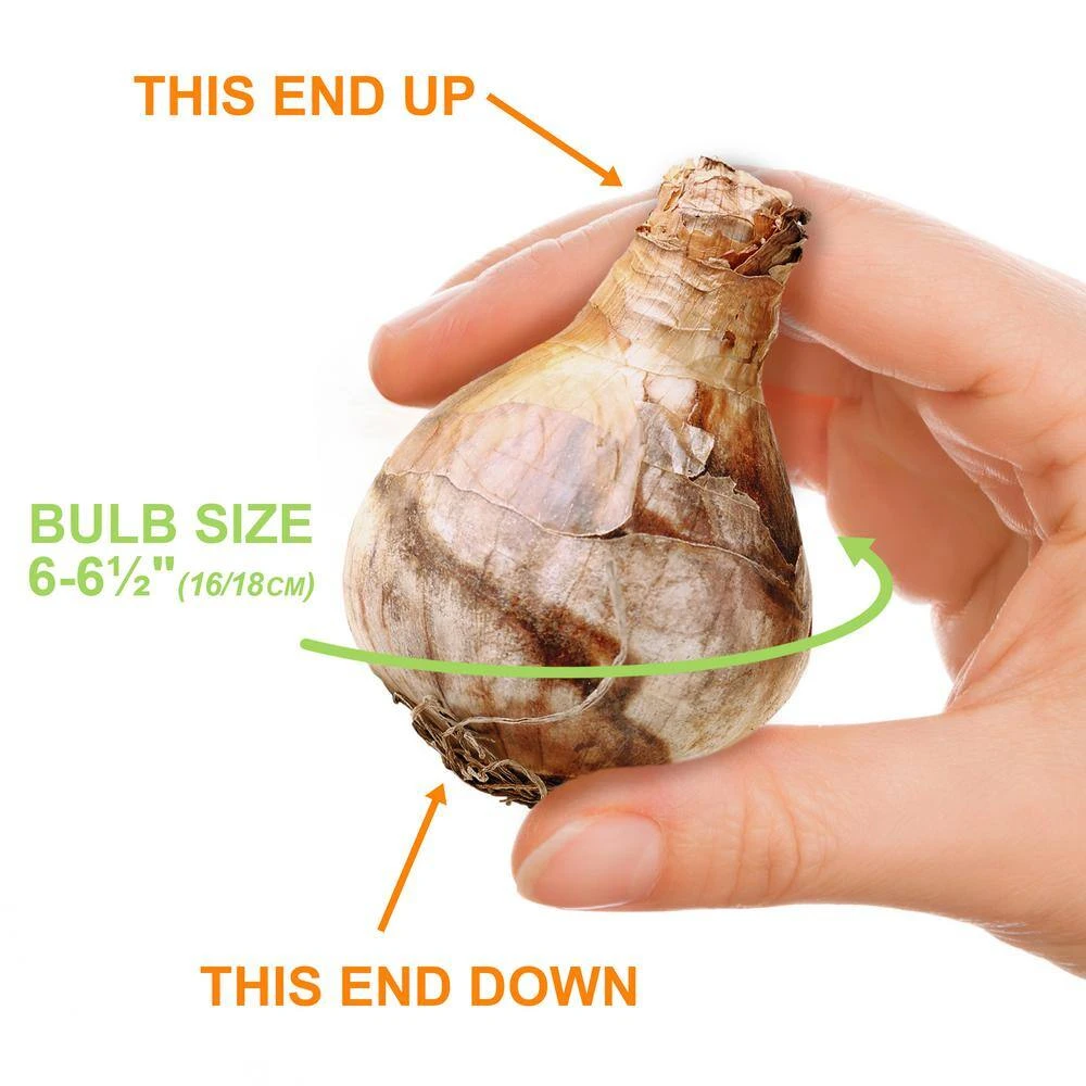 16/18 Cm, Double Flowering Golden Ducat Daffodil Bulbs (Bag Of 250) 6 16/18 Cm, Double Flowering Golden Ducat Daffodil Bulbs (Bag Of 250) - Image 4