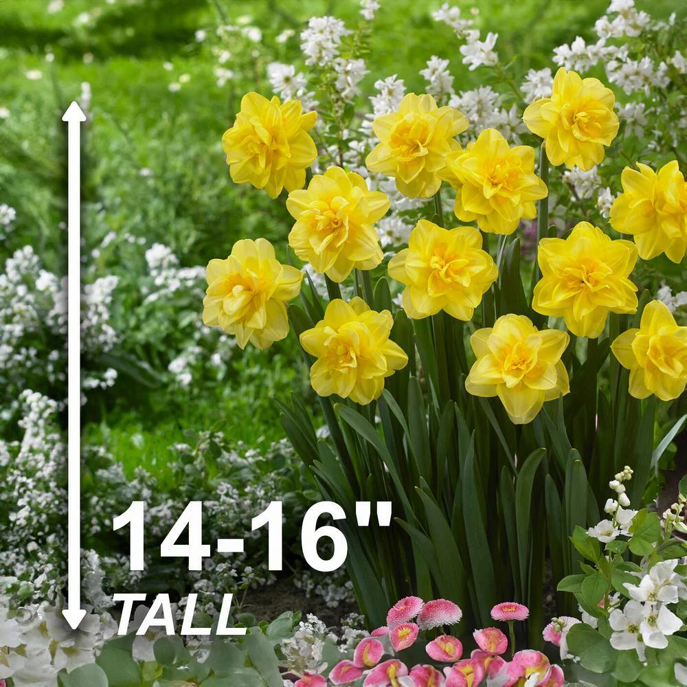 16/18 Cm, Double Flowering Golden Ducat Daffodil Bulbs (Bag Of 250) 5 16/18 Cm, Double Flowering Golden Ducat Daffodil Bulbs (Bag Of 250) - Image 3