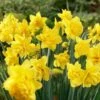 16/18 Cm, Double Flowering Golden Ducat Daffodil Bulbs (Bag Of 250) -Garden State Bulb garden state bulb flower bulbs ecf 104 250 10 64 1000