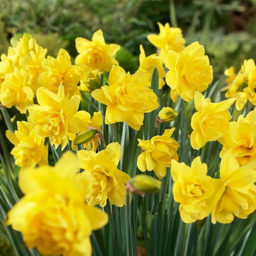 16/18 Cm, Double Flowering Golden Ducat Daffodil Bulbs (Bag Of 250) 3 16/18 Cm, Double Flowering Golden Ducat Daffodil Bulbs (Bag Of 250)