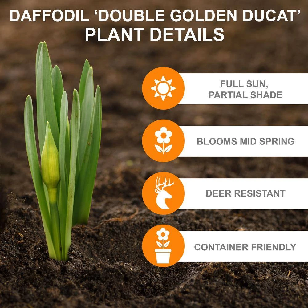 16/18 Cm, Double Flowering Golden Ducat Daffodil Bulbs (Bag Of 250) 4 16/18 Cm, Double Flowering Golden Ducat Daffodil Bulbs (Bag Of 250) - Image 2