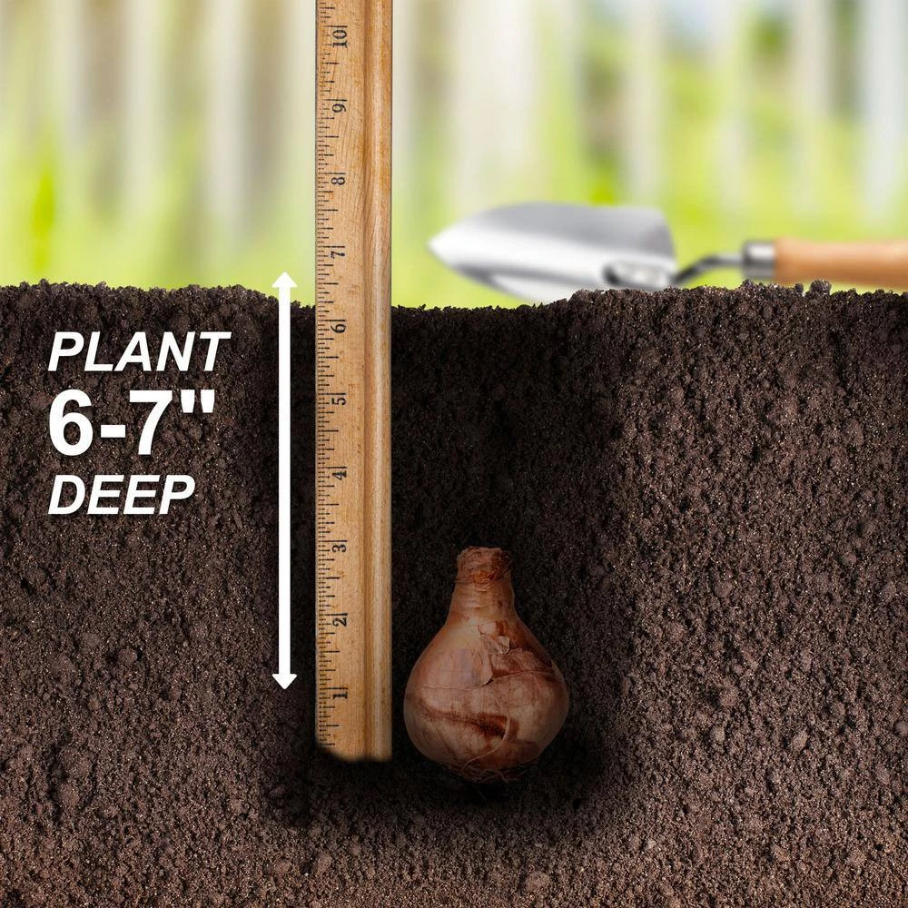 16/18 Cm, Smiling Twin Split Corona Daffodil Flower Bulbs (Bag Of 25) 7 16/18 Cm, Smiling Twin Split Corona Daffodil Flower Bulbs (Bag Of 25) - Image 5