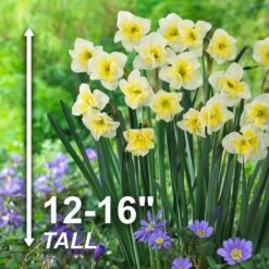16/18 Cm, Smiling Twin Split Corona Daffodil Flower Bulbs (Bag Of 25) 11 16/18 Cm, Smiling Twin Split Corona Daffodil Flower Bulbs (Bag Of 25) -Garden State Bulb garden state bulb flower bulbs ecf 106 25 01 4f 1000