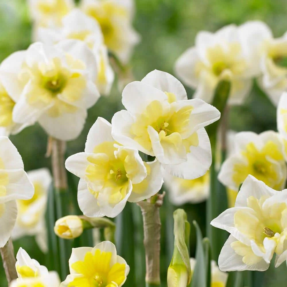 16/18 Cm, Smiling Twin Split Corona Daffodil Flower Bulbs (Bag Of 25) 3 16/18 Cm, Smiling Twin Split Corona Daffodil Flower Bulbs (Bag Of 25)