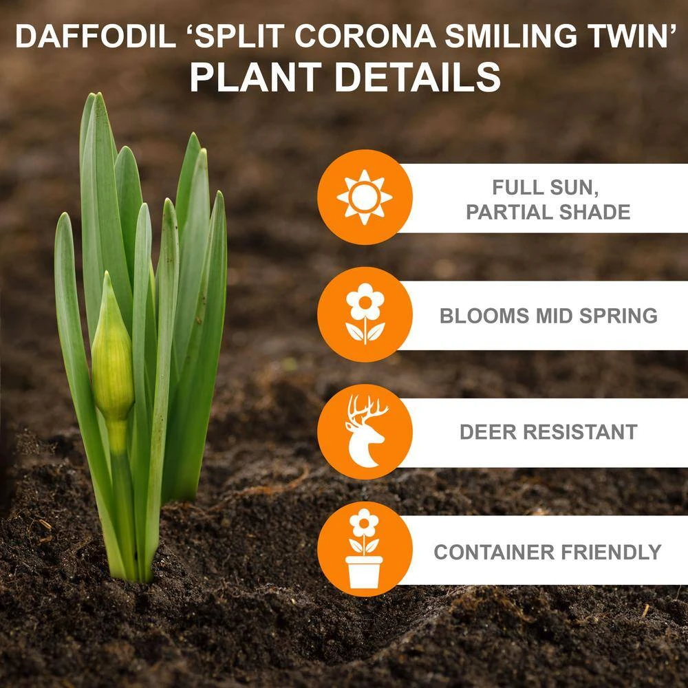 16/18 Cm, Smiling Twin Split Corona Daffodil Flower Bulbs (Bag Of 25) 4 16/18 Cm, Smiling Twin Split Corona Daffodil Flower Bulbs (Bag Of 25) - Image 2