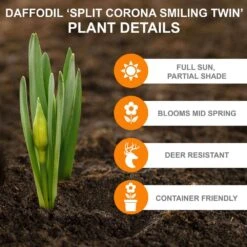 16/18 Cm, Smiling Twin Split Corona Daffodil Flower Bulbs (Bag Of 250) -Garden State Bulb garden state bulb flower bulbs ecf 106 250 10 c3 1000