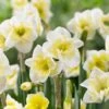 16/18 Cm, Smiling Twin Split Corona Daffodil Flower Bulbs (Bag Of 50)