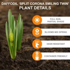 16/18 Cm, Smiling Twin Split Corona Daffodil Flower Bulbs (Bag Of 50) -Garden State Bulb garden state bulb flower bulbs ecf 106 50 02 c3 1000