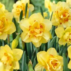 16/18 Cm, Tahiti Double Daffodil Flower Bulbs (Bag Of 100)