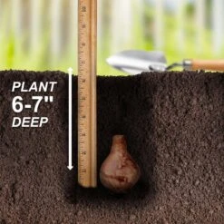 16/18 Cm, Tahiti Double Daffodil Flower Bulbs (Bag Of 25) -Garden State Bulb garden state bulb flower bulbs ecf 107 25 01 44 1000