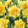 16/18 Cm, Tahiti Double Daffodil Flower Bulbs (Bag Of 25)