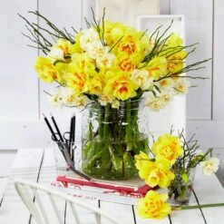 16/18 Cm, Tahiti Double Daffodil Flower Bulbs (Bag Of 50) 15 16/18 Cm, Tahiti Double Daffodil Flower Bulbs (Bag Of 50) -Garden State Bulb garden state bulb flower bulbs ecf 107 50 02 31 1000