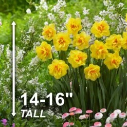 16/18 Cm, Tahiti Double Daffodil Flower Bulbs (Bag Of 50) 11 16/18 Cm, Tahiti Double Daffodil Flower Bulbs (Bag Of 50) -Garden State Bulb garden state bulb flower bulbs ecf 107 50 02 4f 1000