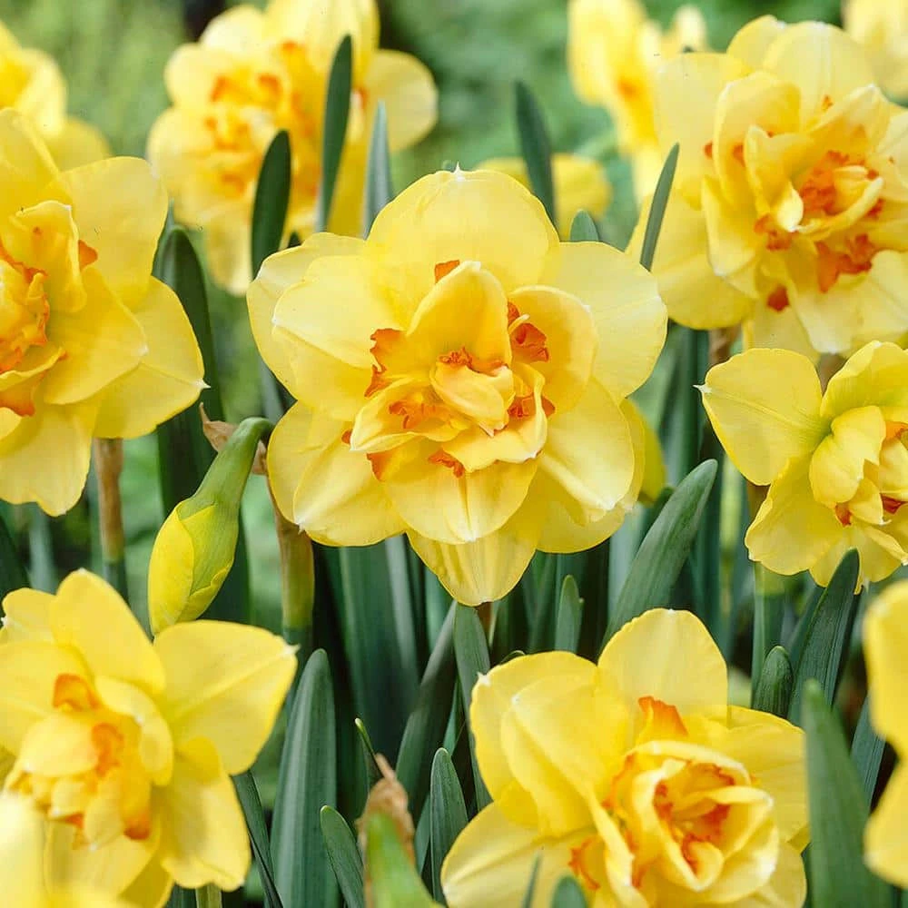 16/18 Cm, Tahiti Double Daffodil Flower Bulbs (Bag Of 50) 3 16/18 Cm, Tahiti Double Daffodil Flower Bulbs (Bag Of 50)