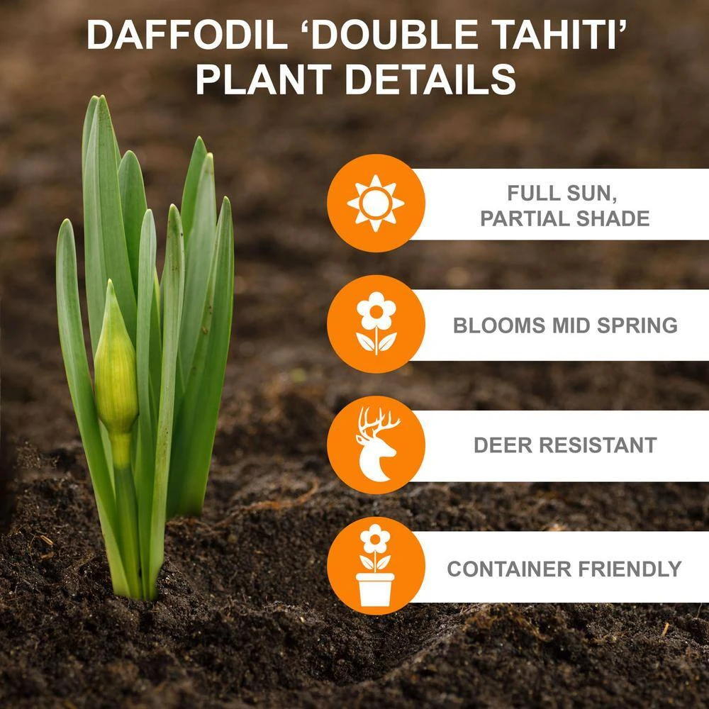 16/18 Cm, Tahiti Double Daffodil Flower Bulbs (Bag Of 50) 4 16/18 Cm, Tahiti Double Daffodil Flower Bulbs (Bag Of 50) - Image 2