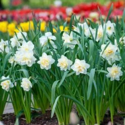 16/18 Cm, White Lion Double Daffodil Flower Bulbs (Bag Of 100) -Garden State Bulb garden state bulb flower bulbs ecf 108 100 04 31 1000