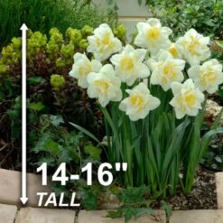 16/18 Cm, White Lion Double Daffodil Flower Bulbs (Bag Of 25) -Garden State Bulb garden state bulb flower bulbs ecf 108 25 01 4f 1000