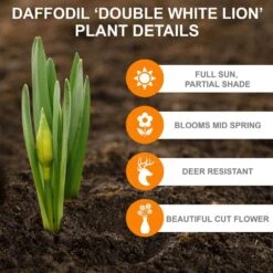 16/18 Cm, White Lion Double Daffodil Flower Bulbs (Bag Of 25) -Garden State Bulb garden state bulb flower bulbs ecf 108 25 01 c3 1000