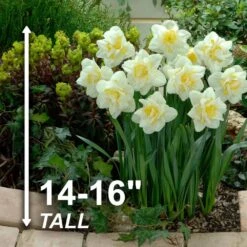 16/18 Cm, White Lion Double Daffodil Flower Bulbs (Bag Of 250) -Garden State Bulb garden state bulb flower bulbs ecf 108 250 10 4f 1000