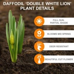 16/18 Cm, White Lion Double Daffodil Flower Bulbs (Bag Of 250) -Garden State Bulb garden state bulb flower bulbs ecf 108 250 10 c3 1000