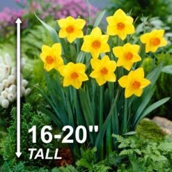 16/18 Cm, Brackenhurst Large Cupped Daffodil Flower Bulbs (Bag Of 250) -Garden State Bulb garden state bulb flower bulbs ecf 109 250 10 4f 1000