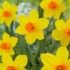 16/18 Cm, Brackenhurst Large Cupped Daffodil Flower Bulbs (Bag Of 50) -Garden State Bulb garden state bulb flower bulbs ecf 109 50 02 64 1000