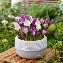 8/9 Cm Dutch Crocus Blue Moon Mixed Flower Bulbs (Bag Of 100) -Garden State Bulb garden state bulb flower bulbs ecf 11 100 31 1000