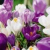 8/9 Cm Dutch Crocus Blue Moon Mixed Flower Bulbs (Bag Of 100)