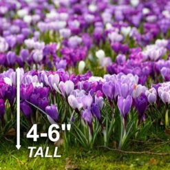 8/9 Cm Dutch Crocus Blue Moon Mixed Flower Bulbs (Bag Of 200) -Garden State Bulb garden state bulb flower bulbs ecf 11 200 44 1000