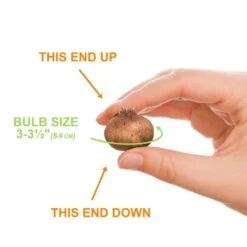 8/9 Cm Dutch Crocus Blue Moon Mixed Flower Bulbs (Bag Of 200) -Garden State Bulb garden state bulb flower bulbs ecf 11 200 4f 1000