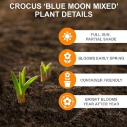 8/9 Cm Dutch Crocus Blue Moon Mixed Flower Bulbs (Bag Of 50) -Garden State Bulb garden state bulb flower bulbs ecf 11 50 1f 1000